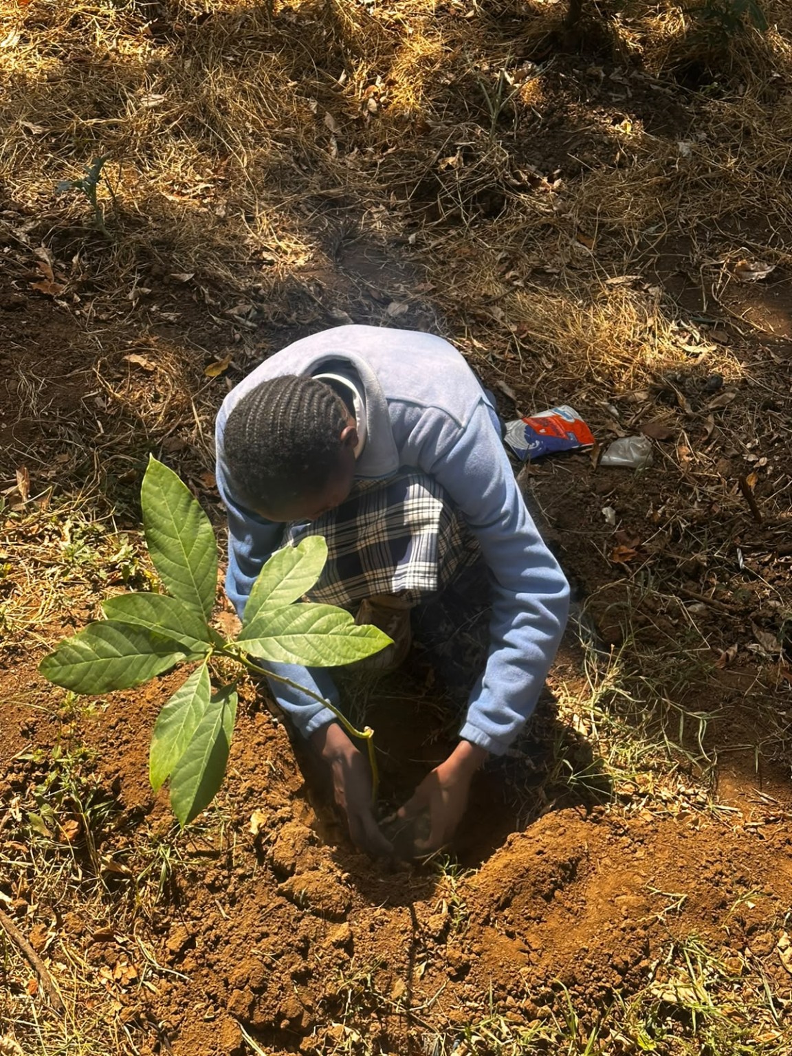 Participant planting a seedling during an Esingil CBO activity