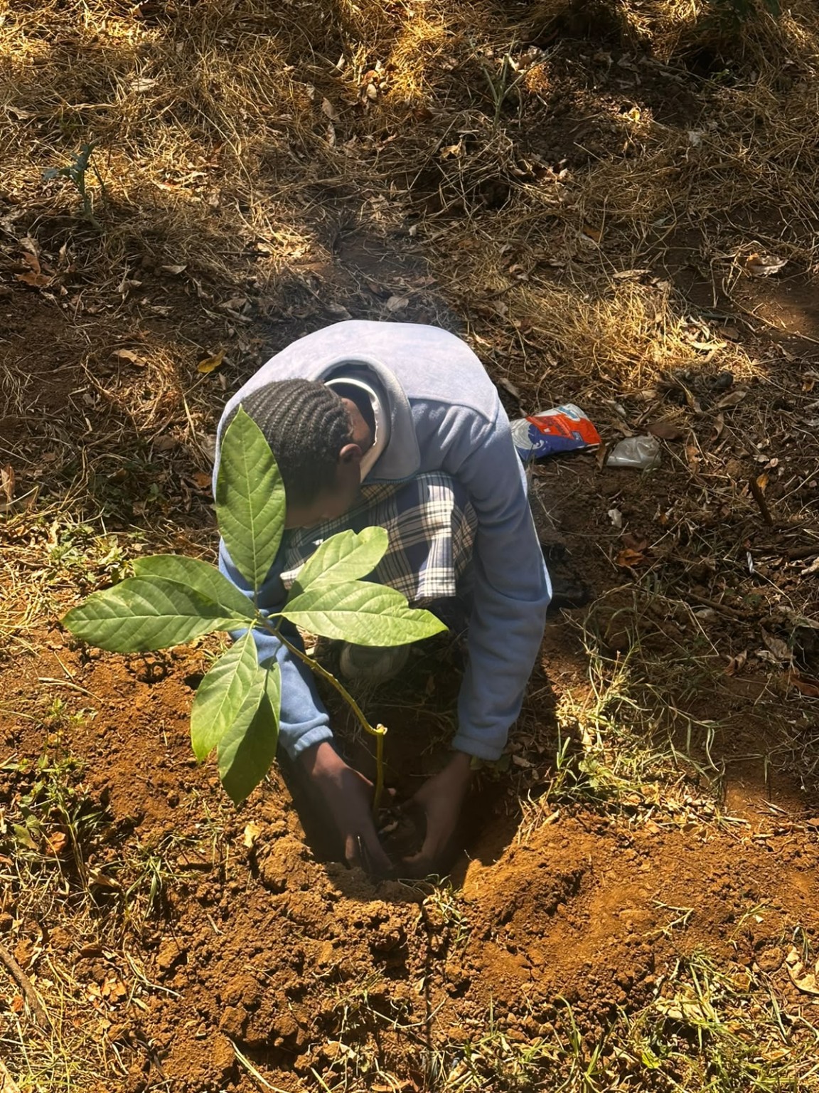 Participant caring for a newly planted tree